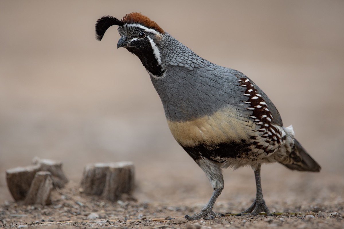 Gambel's Quail - ML564566791