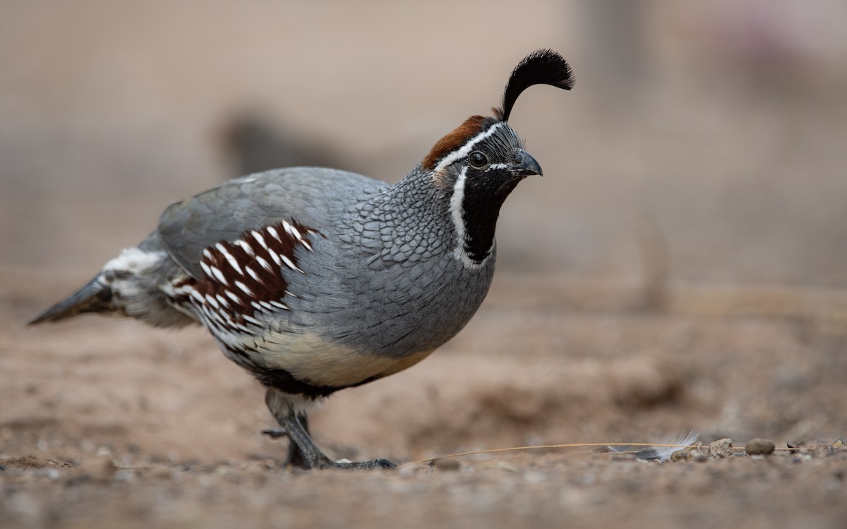 Gambel's Quail - ML564566901