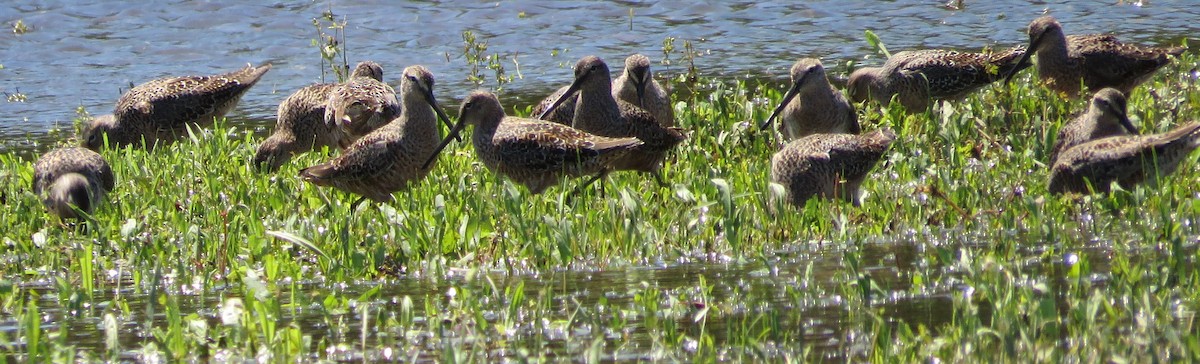 Long-billed Dowitcher - ML564567391