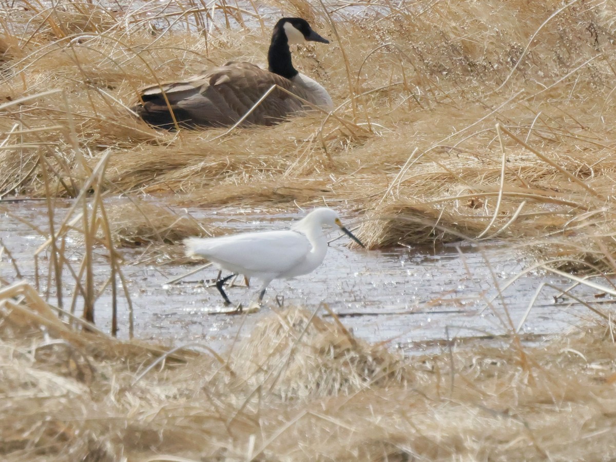 Snowy Egret - ML564568311