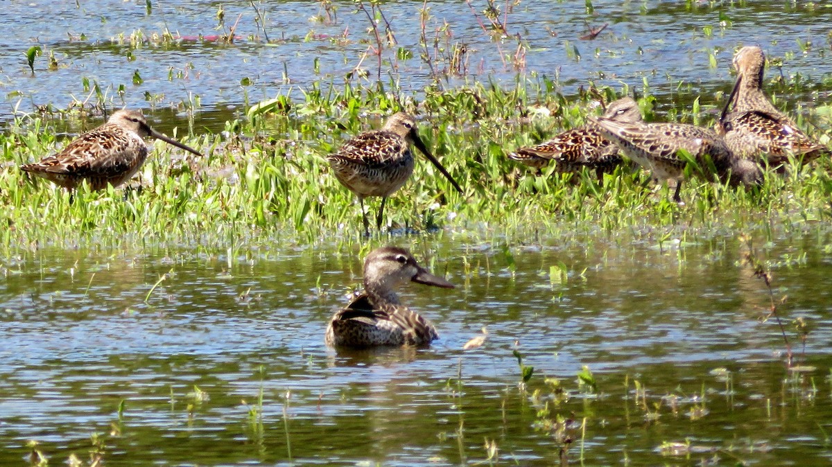 Long-billed Dowitcher - ML564568321