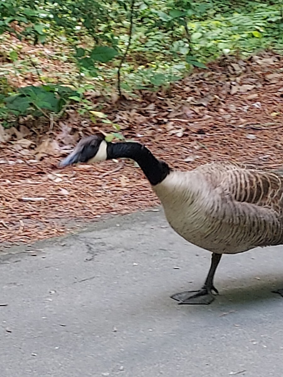 Canada Goose - ML564568671