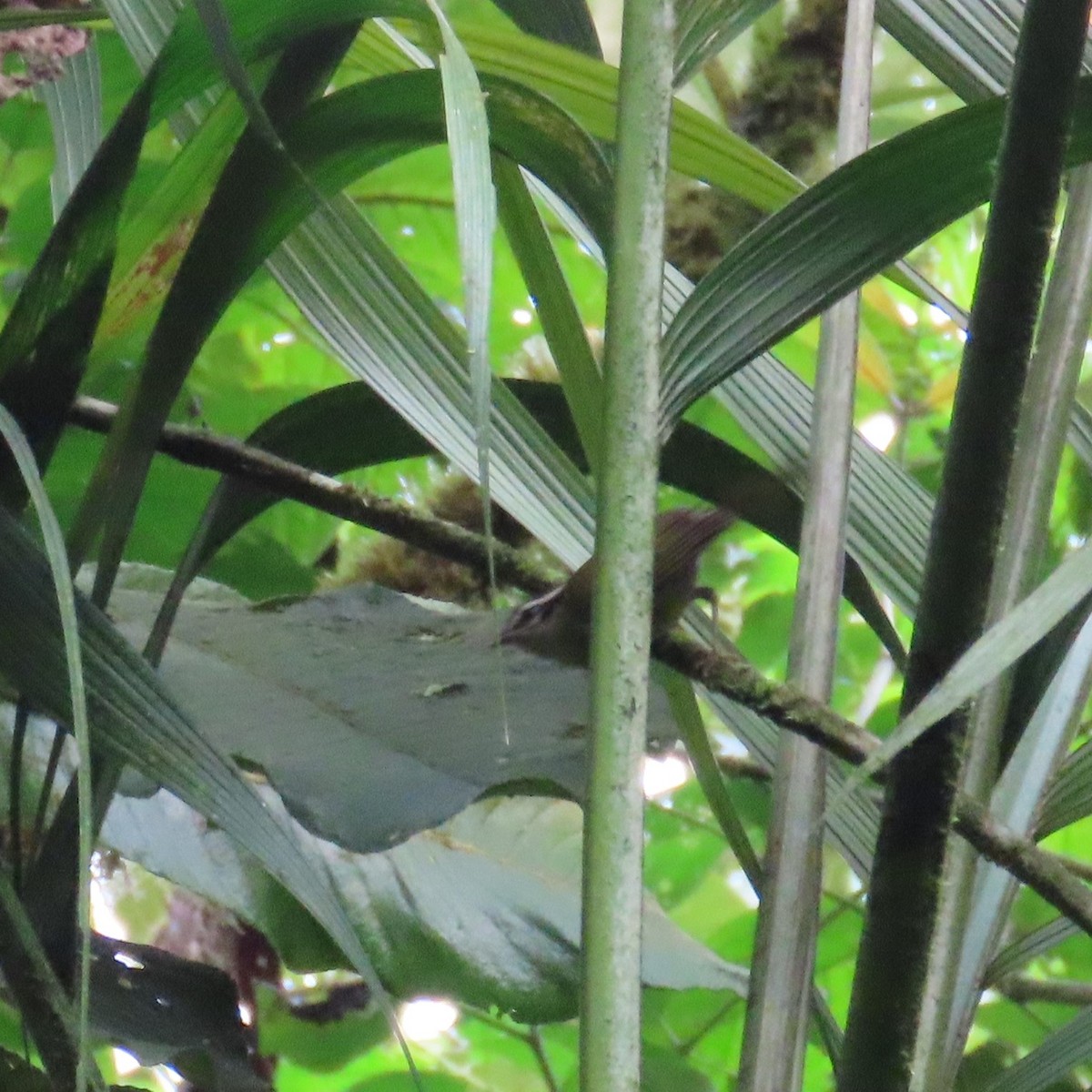 Three-striped Warbler (daedalus) - ML564568871