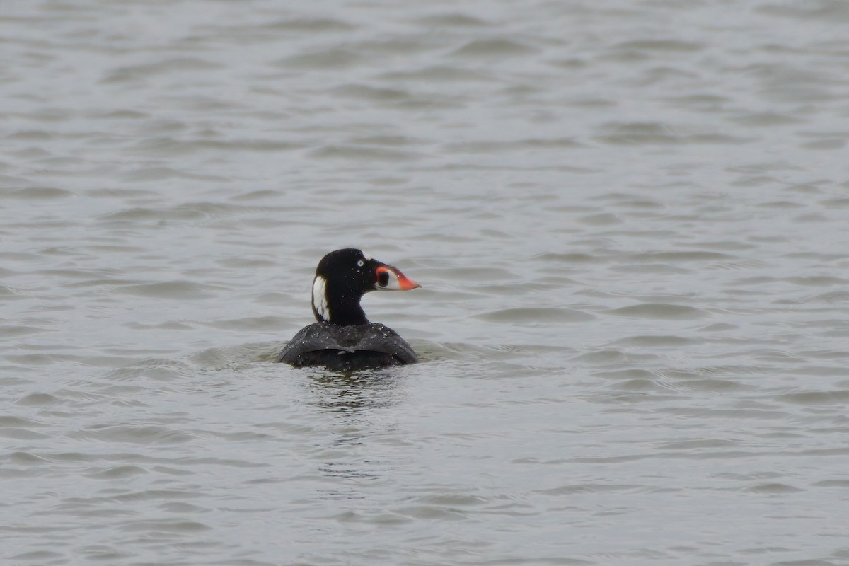 Surf Scoter - ML564569181