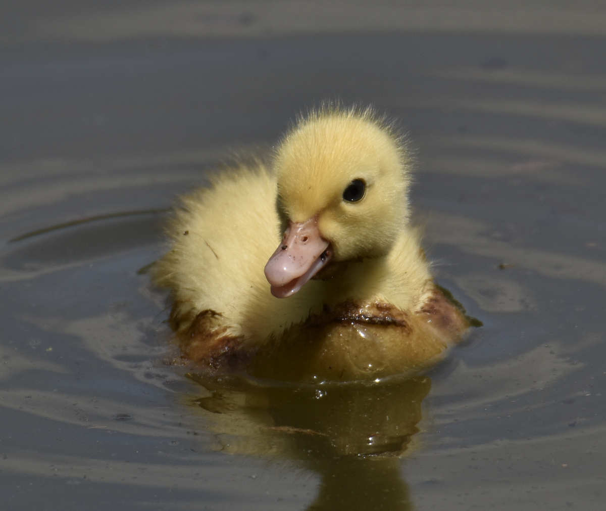 Muscovy Duck (Domestic type) - ML564571251