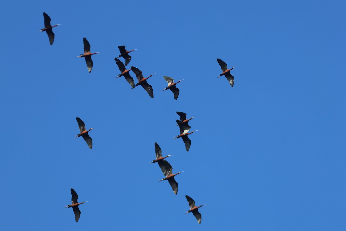 ibis hnědý - ML564572561