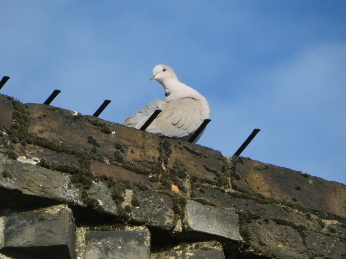 Eurasian Collared-Dove - ML564572721