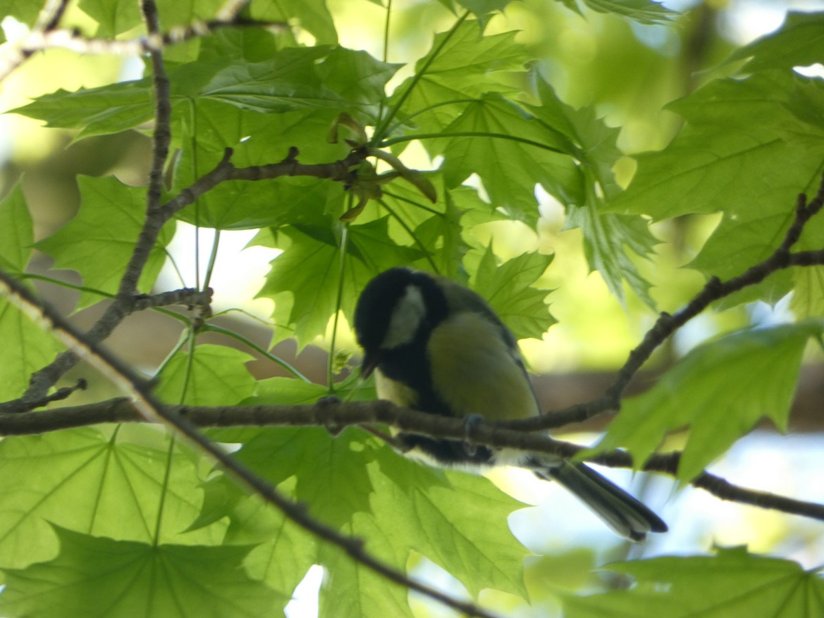 Mésange charbonnière - ML564573071