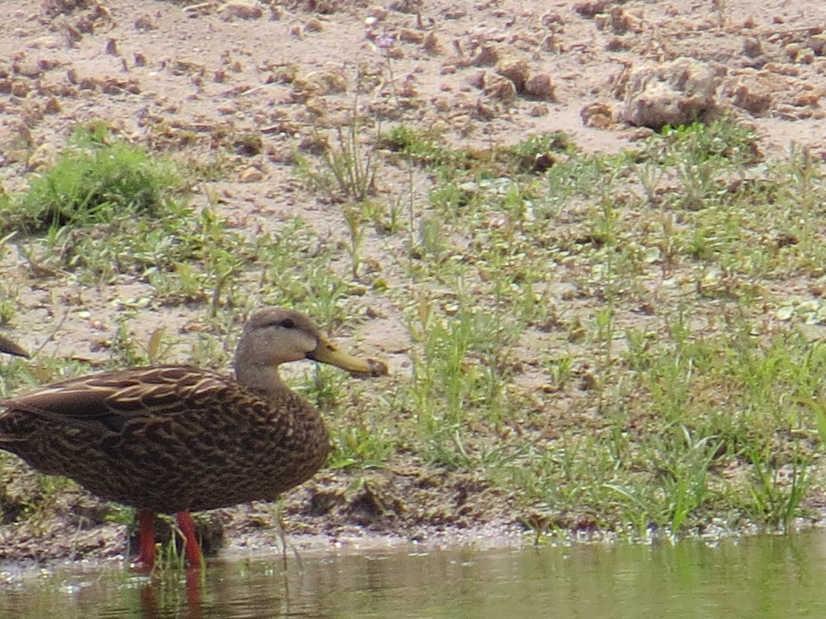 Canard brun - ML564573391