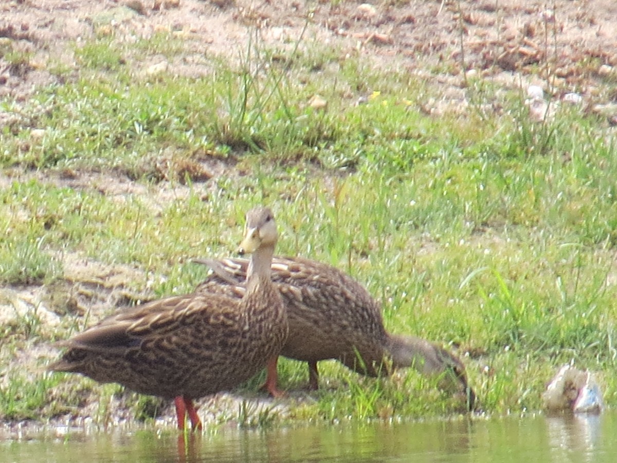 Mottled Duck - ML564573401