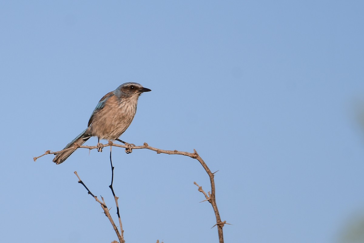Woodhouse's Scrub-Jay - ML564574411