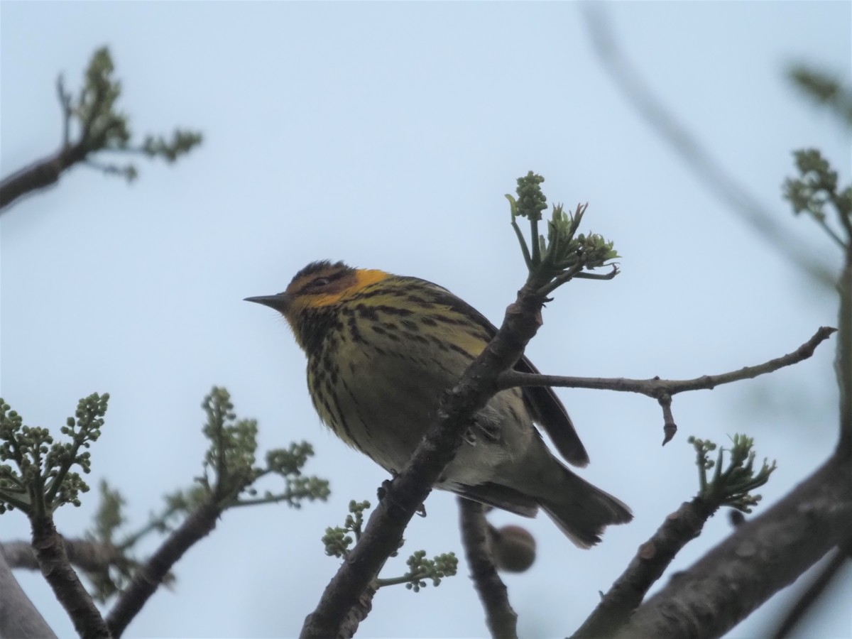 Cape May Warbler - Kevin Wistrom