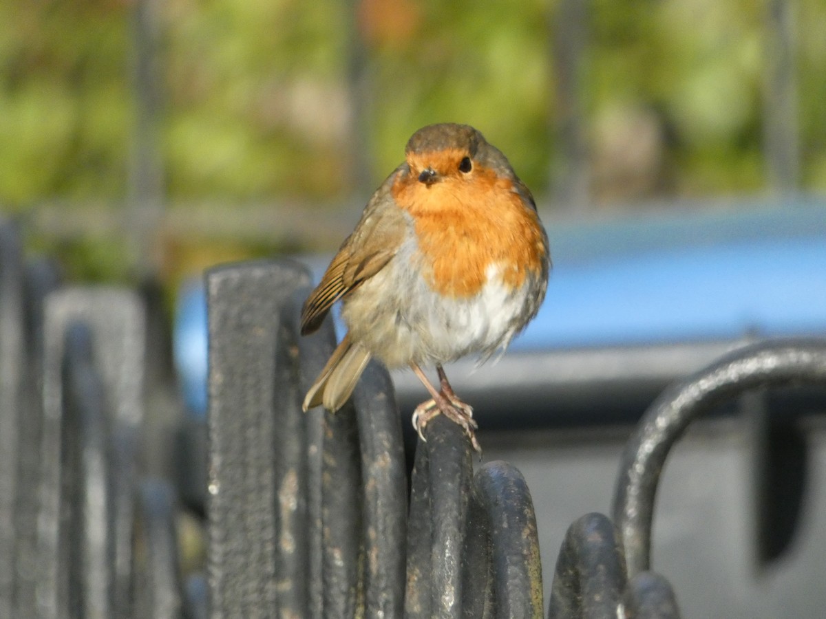 European Robin - ML564575311