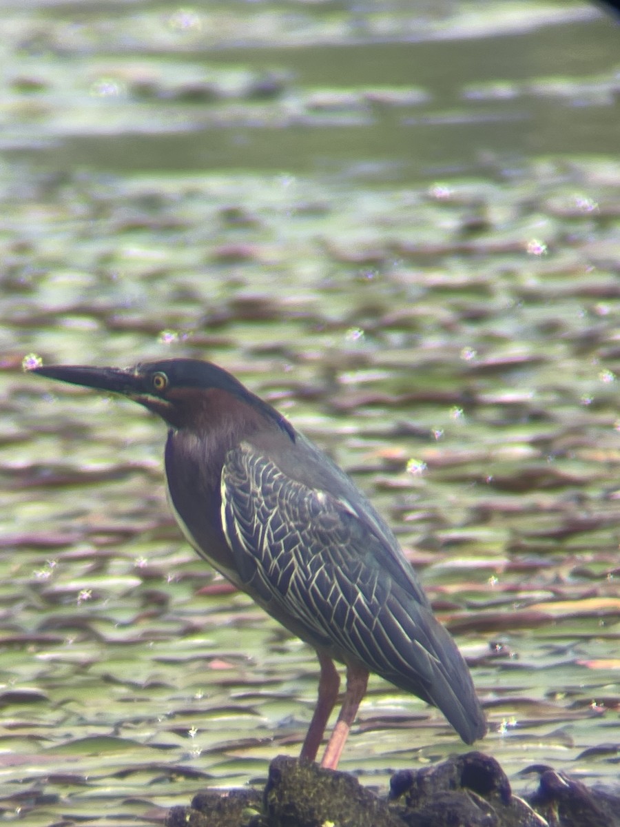 Green Heron - ML564575621