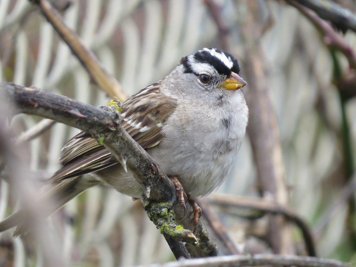 White-crowned Sparrow (pugetensis) - ML56457601