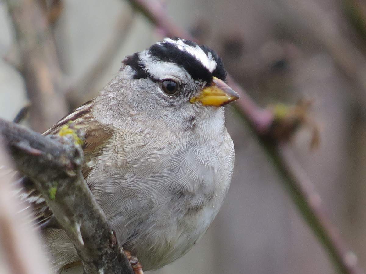 White-crowned Sparrow (pugetensis) - ML56457621
