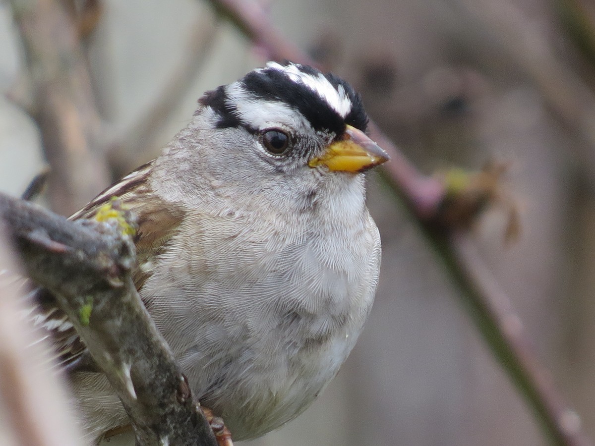 strnadec bělopásý (ssp. pugetensis) - ML56457621