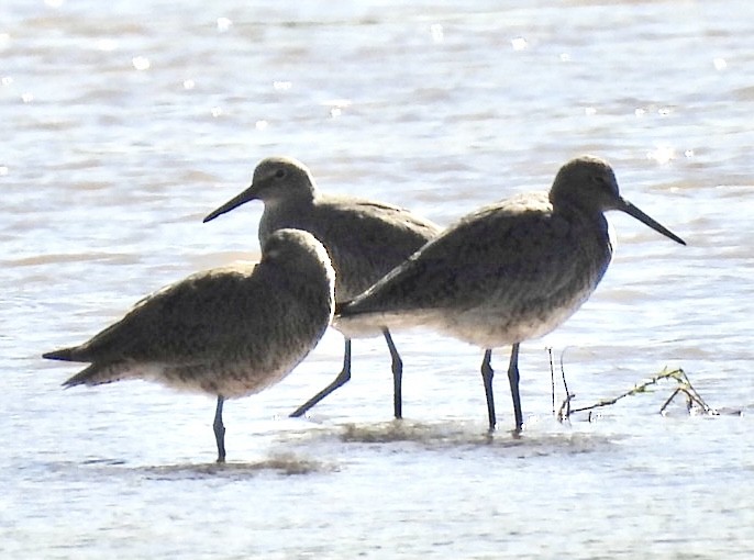 Willet - ML564576231