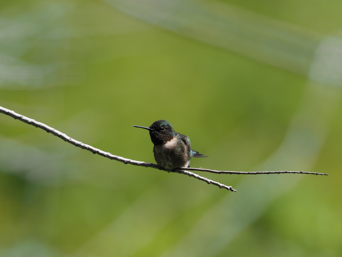 Ruby-throated Hummingbird - Diana Strassmann