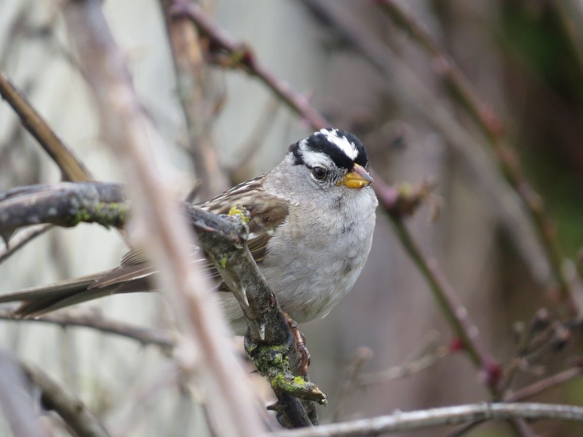 White-crowned Sparrow (pugetensis) - ML56457631