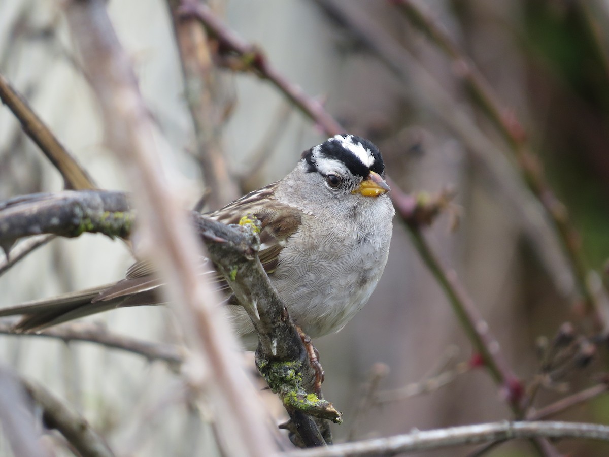 strnadec bělopásý (ssp. pugetensis) - ML56457631