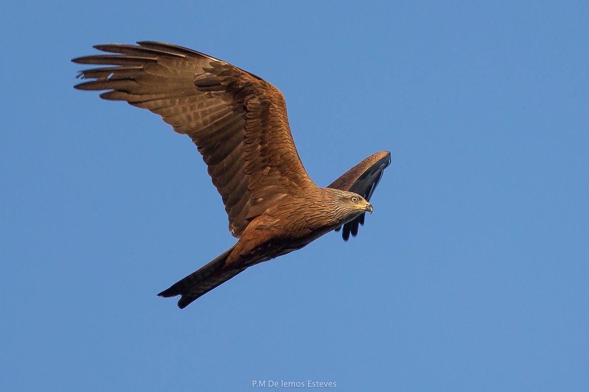 Black Kite - PMDE ESTEVES