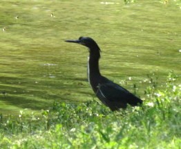 Green Heron - ML564577821