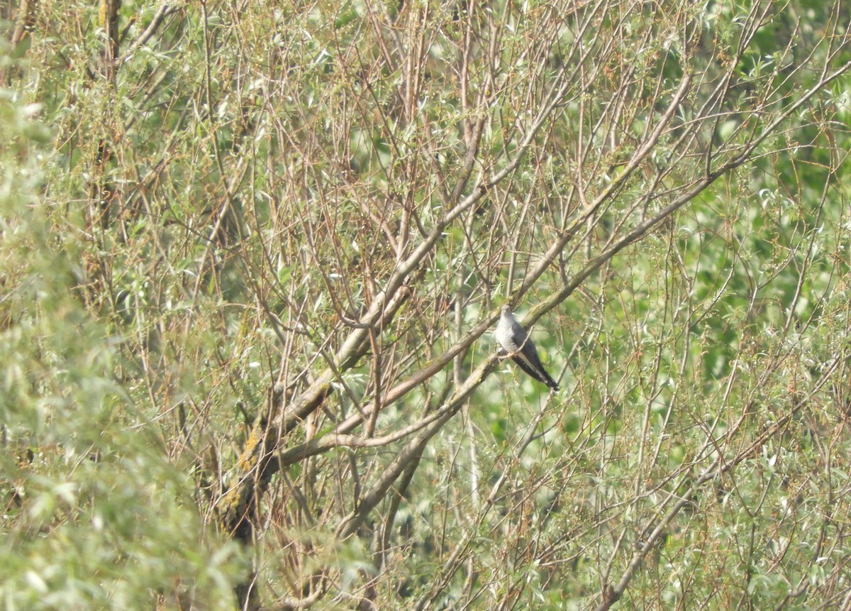 Common Cuckoo - ML56457831