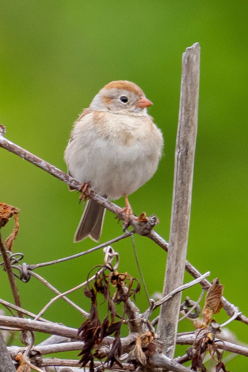Field Sparrow - ML564578491