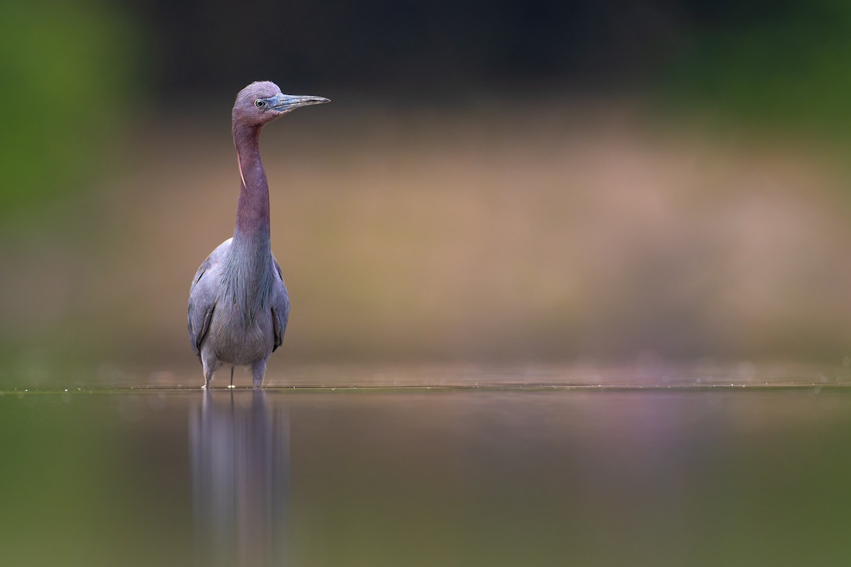 Little Blue Heron - ML564579391