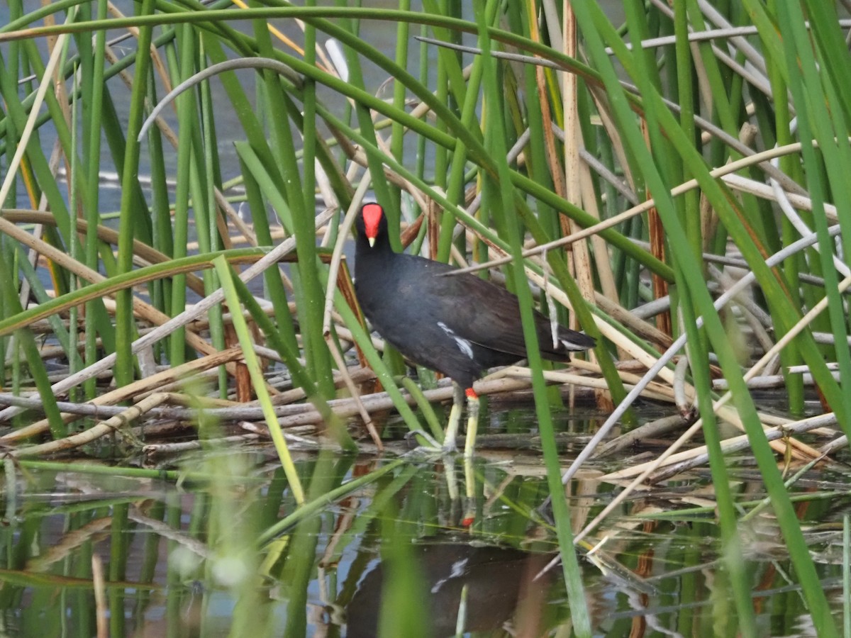 Common Gallinule - ML564579801