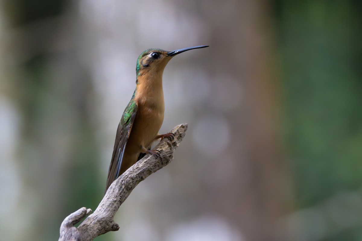 Rufous Sabrewing - ML564580201