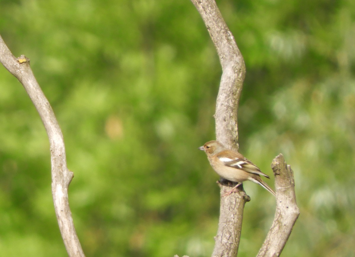 Common Chaffinch - ML56458021