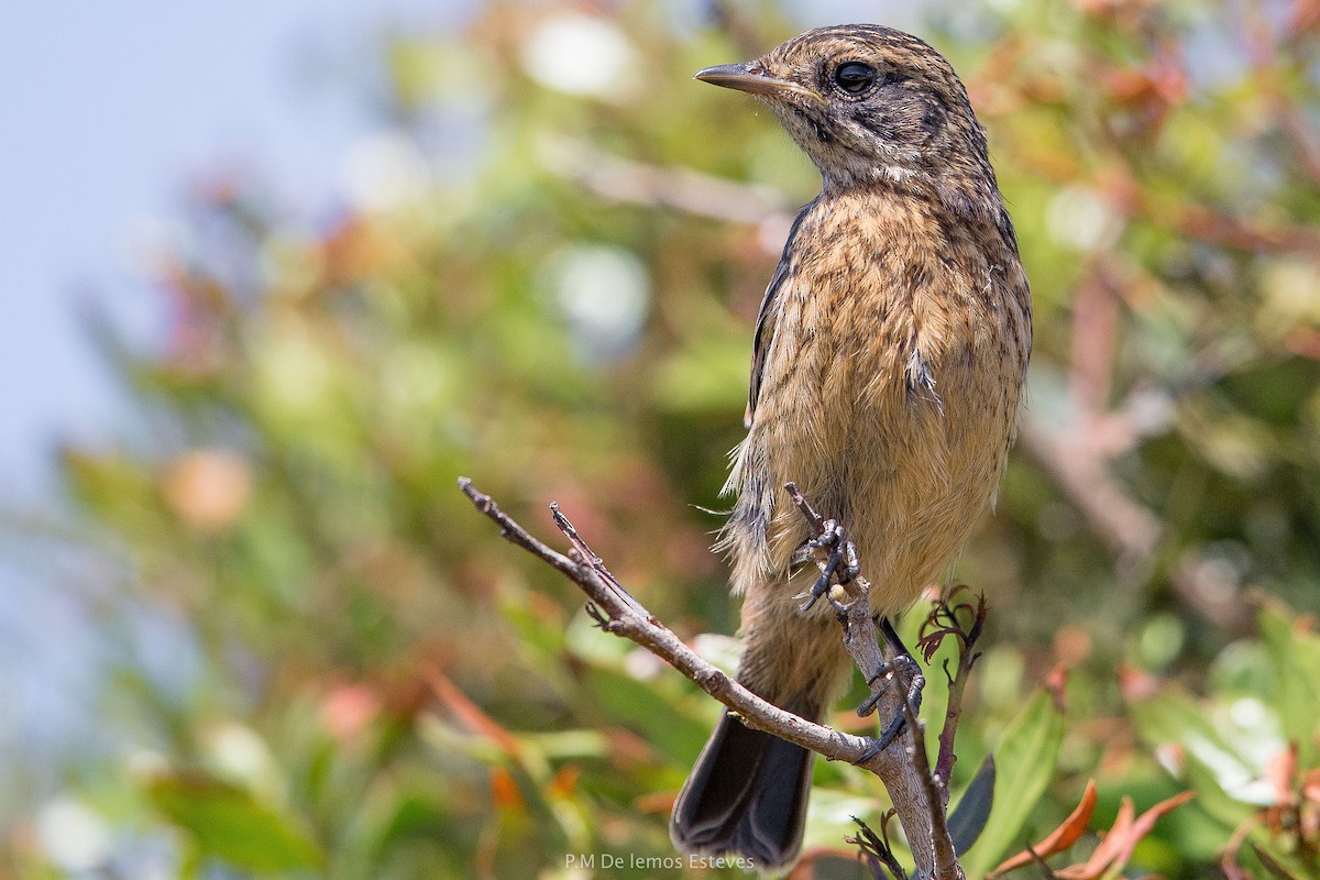 European Stonechat - ML56458101