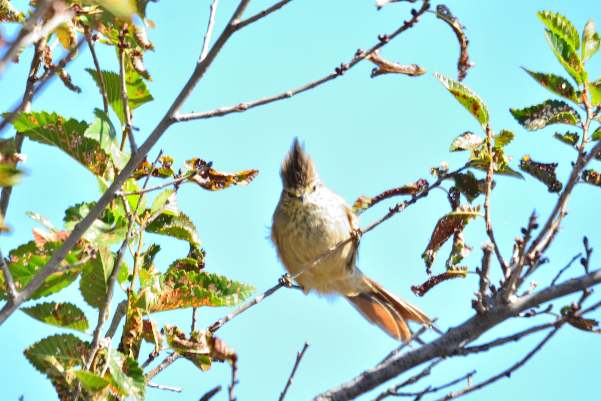 Tufted Tit-Spinetail - ML564581791