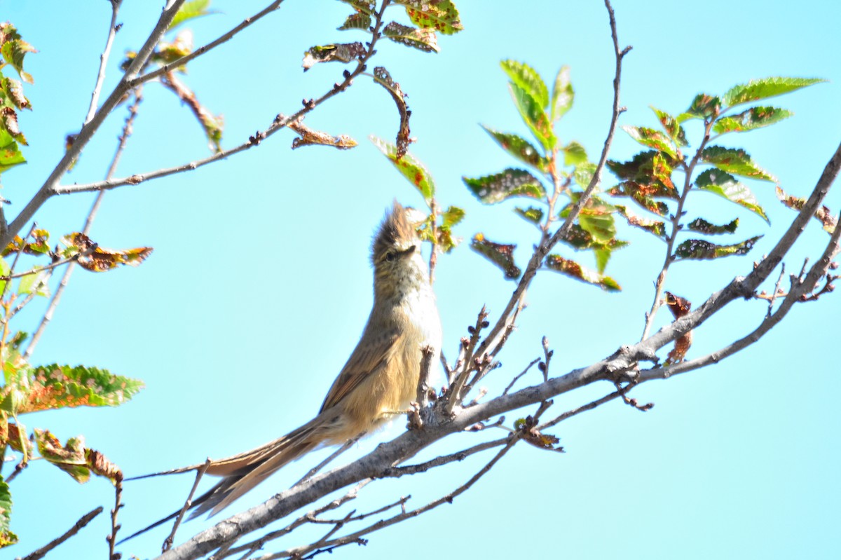 Tufted Tit-Spinetail - ML564581801