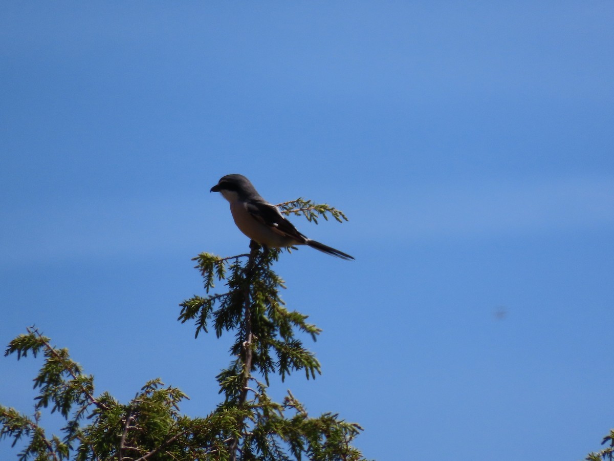 Iberian Gray Shrike - ML564582401