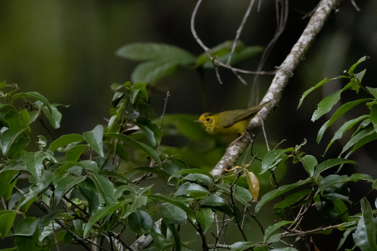 Wilson's Warbler - ML564582621