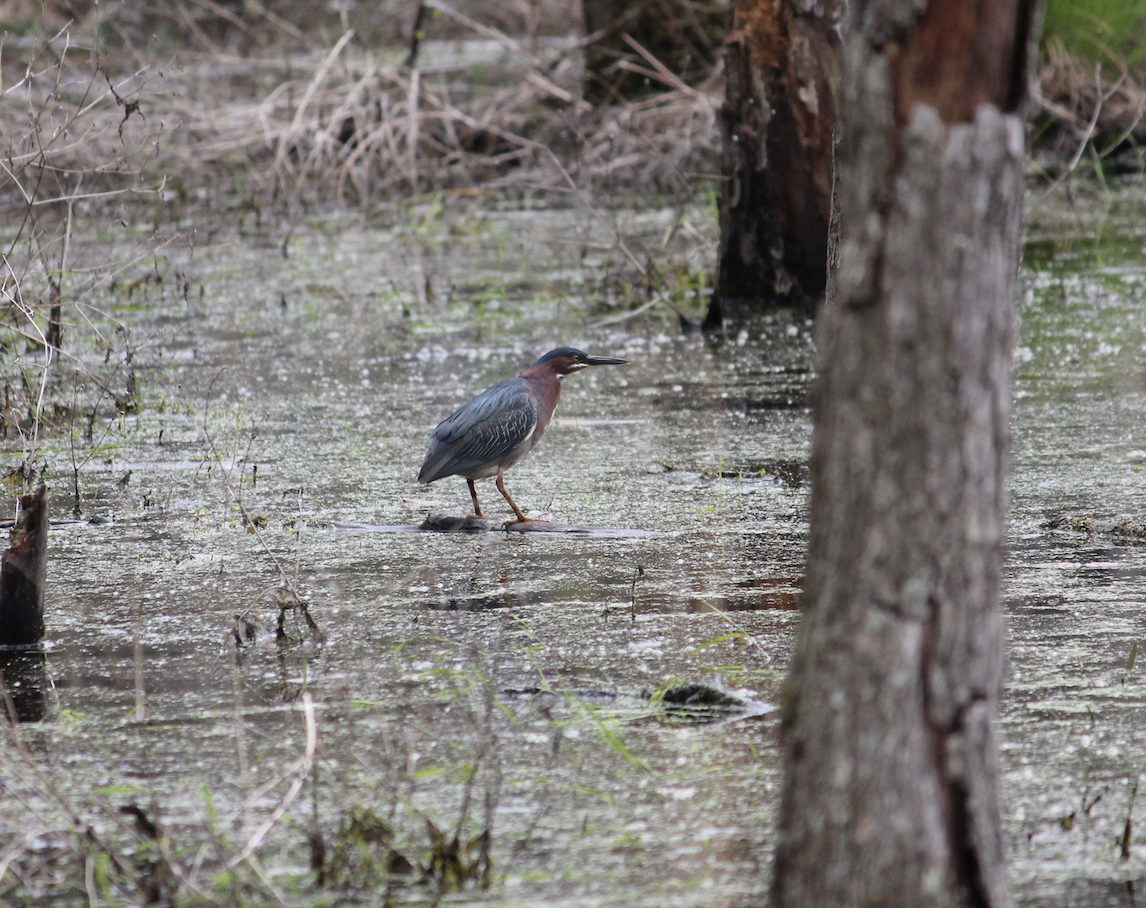 Green Heron - ML564583061