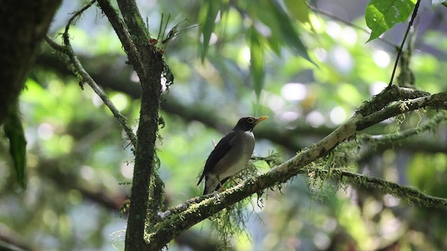 White-throated Thrush - ML564583481
