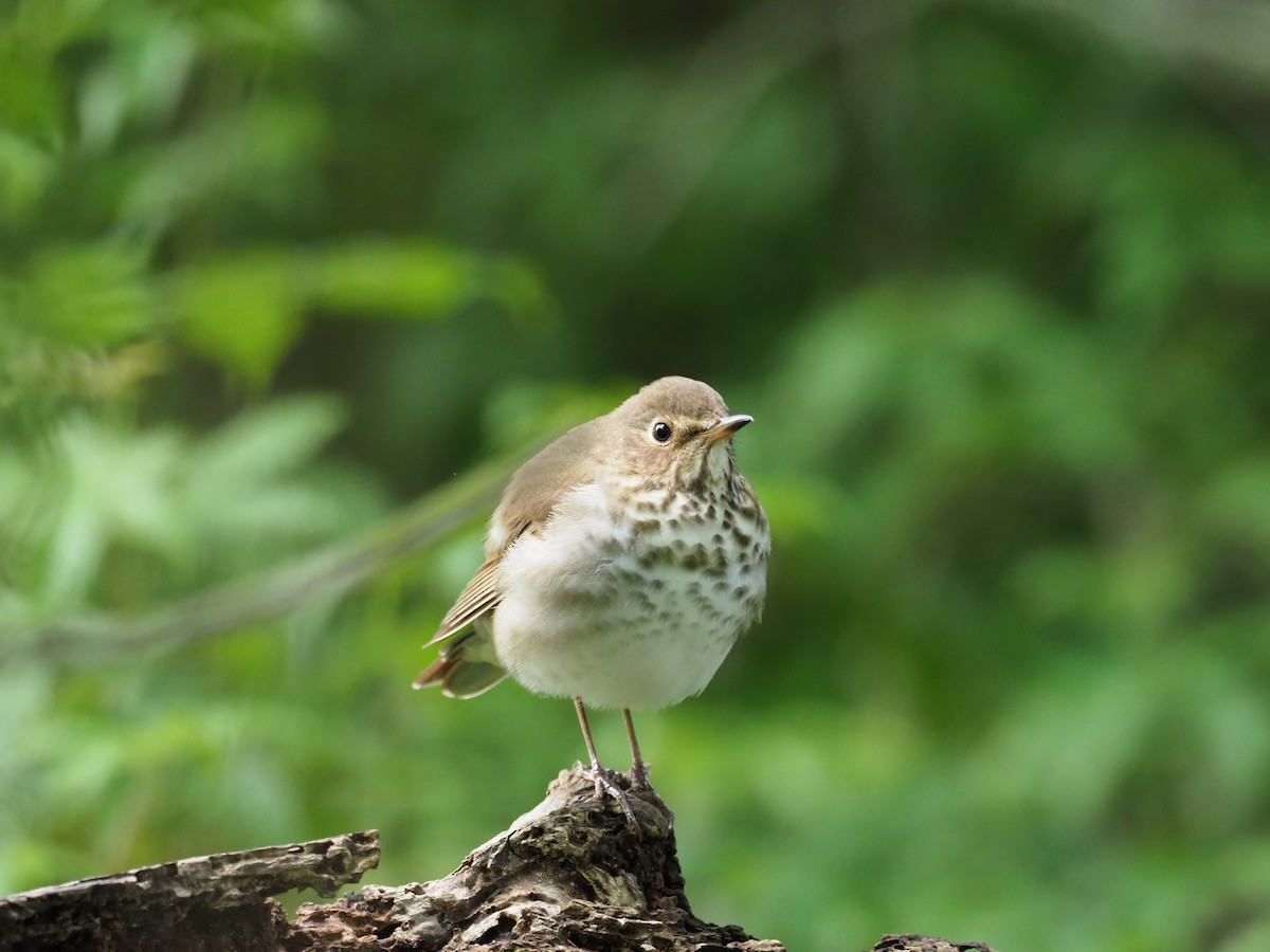 Swainson's Thrush - ML564583751