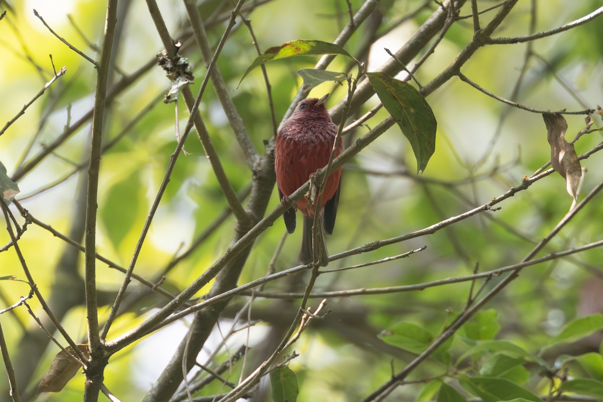 Pink-headed Warbler - ML564584211