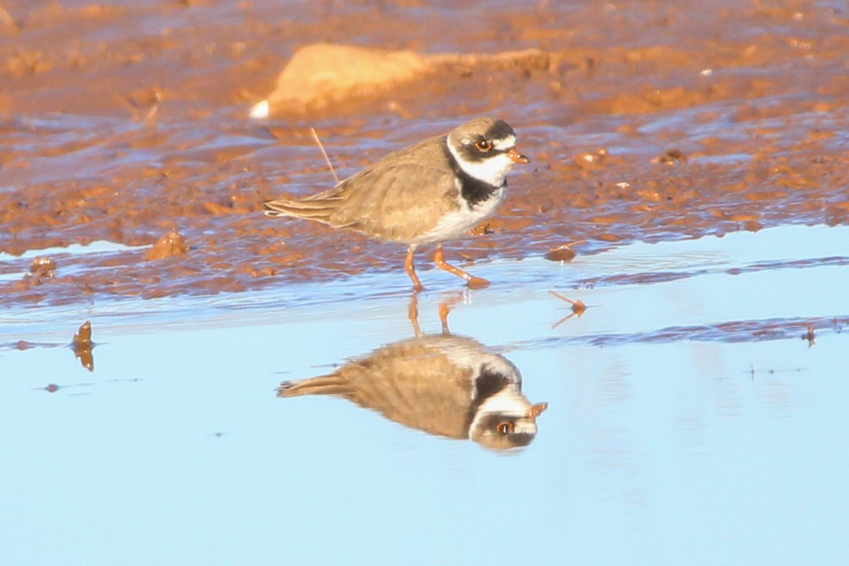 Semipalmated Plover - ML564584721