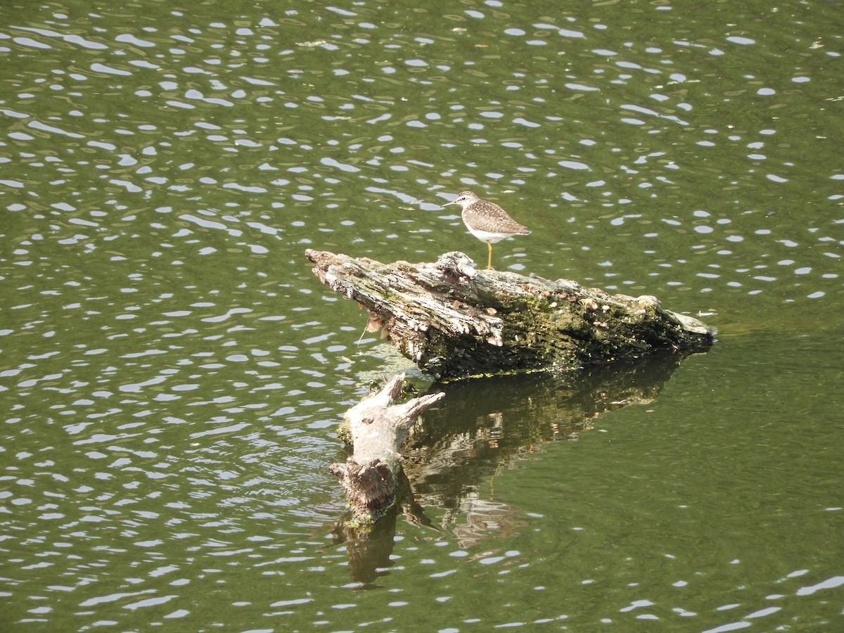 Wood Sandpiper - Miroslav Mareš