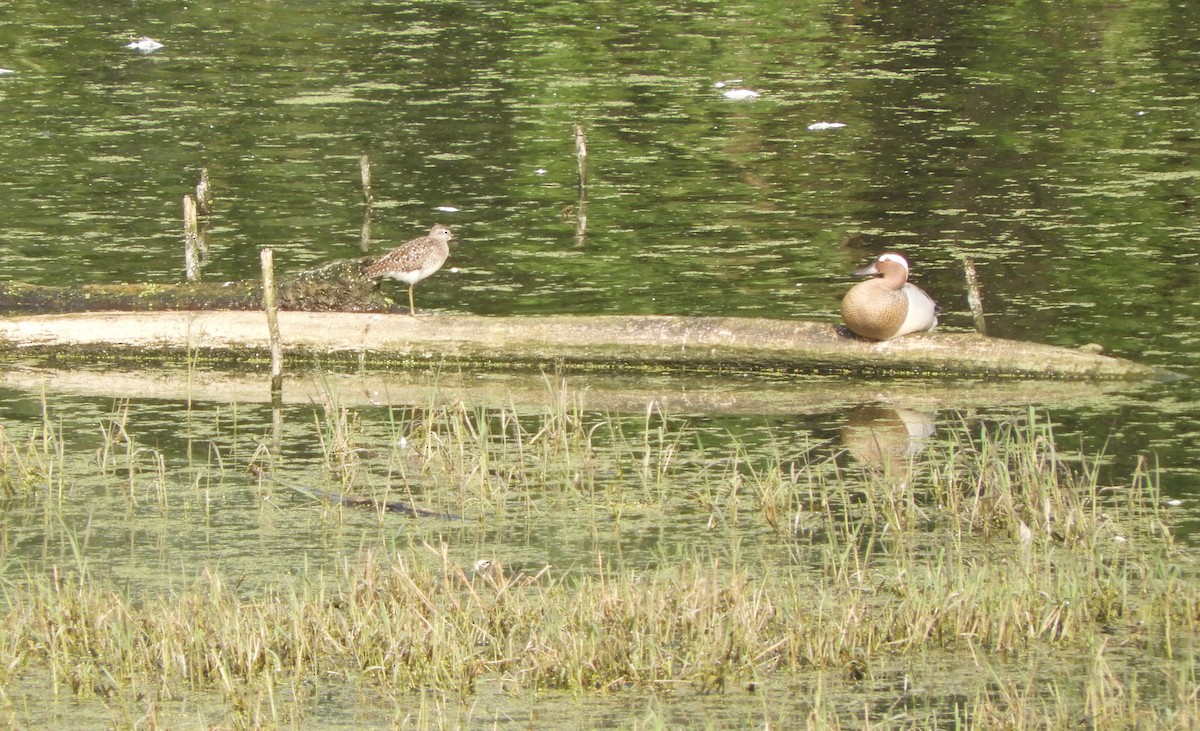 Garganey - ML56458501