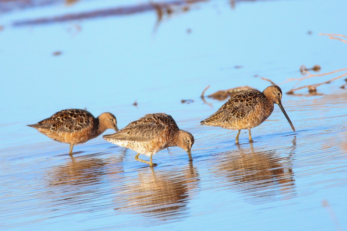 Long-billed Dowitcher - ML564585051