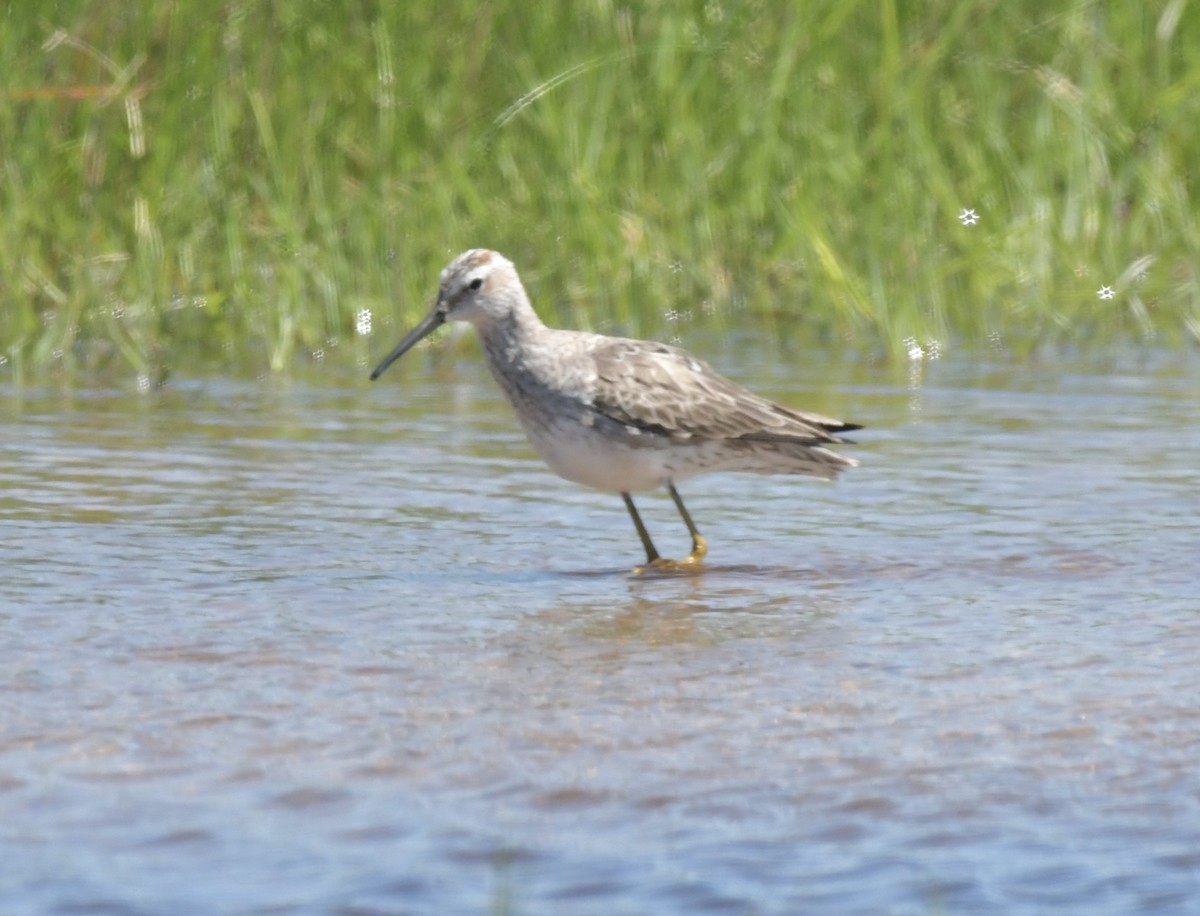 Stilt Sandpiper - ML564587541