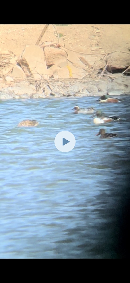 Garganey - ML564588391