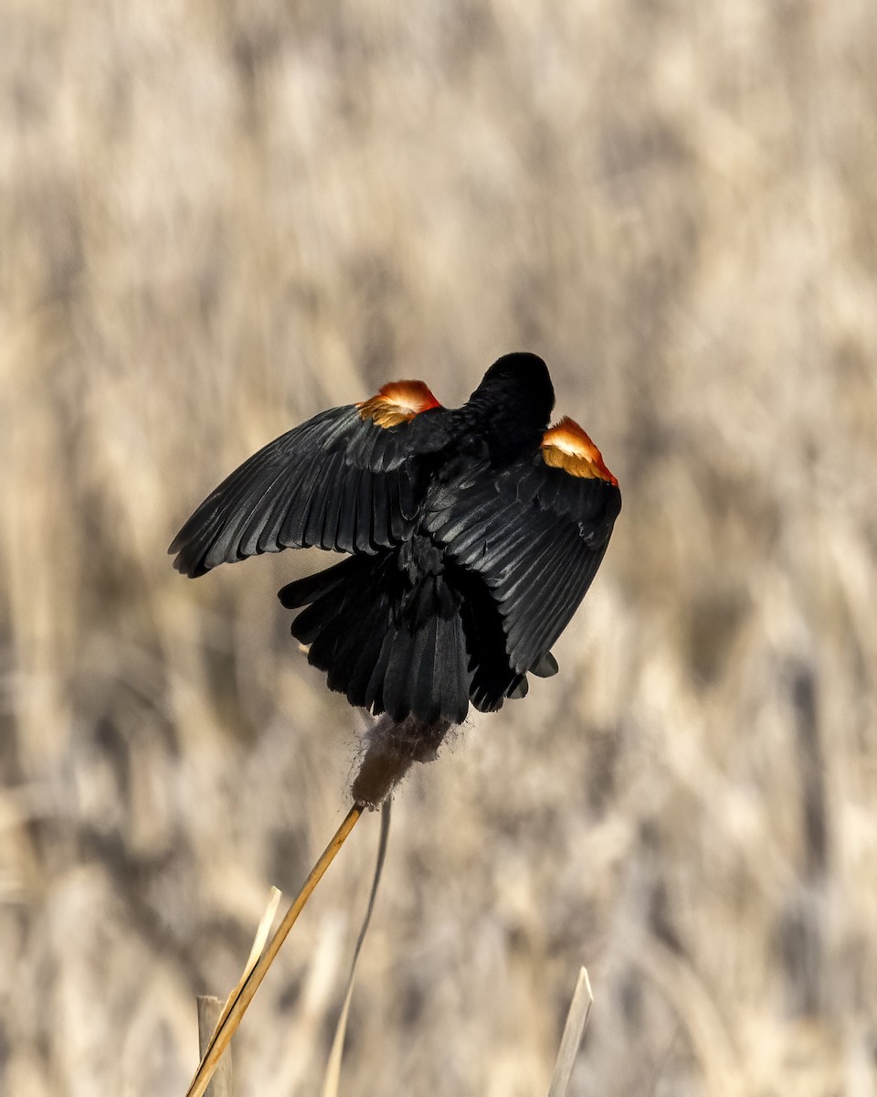 Red-winged Blackbird - ML564588701