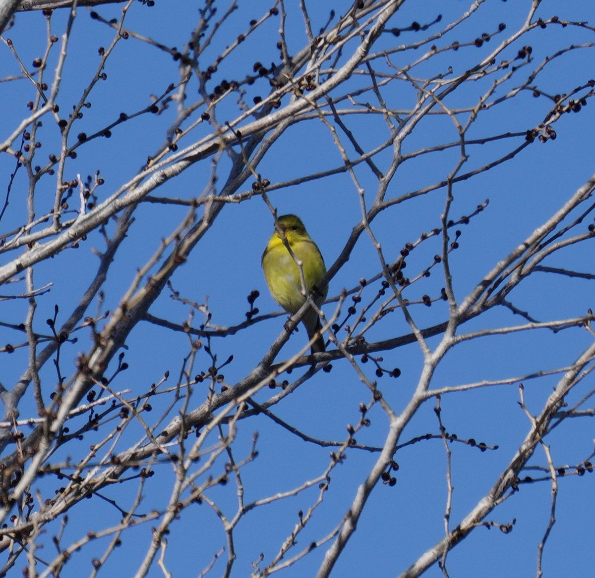 American Goldfinch - ML564588741